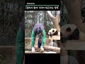 루이바오 후이바오 할부지 품에 안겨 퇴근하는 행복 shorts