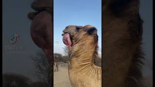 Camel swallows it’s tongue