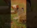 सांप जहरीला होने के बावजूद आखिर क्यों हार जाता है नेवले से😱 snake facts mongoose