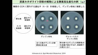 微生物の酵素生産パワーを引き出してSDGsの達成に貢献する