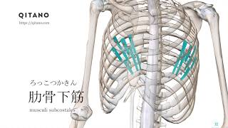 肋骨下筋の解剖学図｜musculi subcostales｜筋肉辞典#36