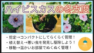 ハイビスカスの冬越し準備！剪定、植え替え、移動#ガーデニング#Gardening #hibiscus  #ハイビスカス #pruning