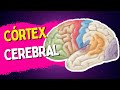 Córtex cerebral - Áreas PRIMÁRIAS | SECUNDÁRIAS | TERCIÁRIAS