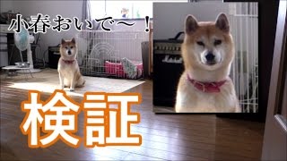 柴犬小春　【検証】部屋から飛び出せるか小春！大好きなドライブのお誘い　後半、お昼寝ねいき【ASMR】