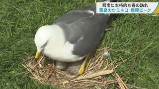 「鳴き声うるさいけど、好き」八戸市・蕪島のウミネコ　産卵ピーク　毎年3万羽ほどが飛来して繁殖