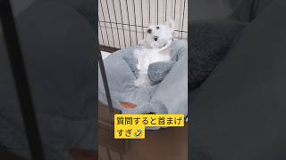 【パピー犬3ヶ月のポポ】眠くなるとケージに入るポポ　#マルチーズ　#子犬　#こいぬ　#仔犬　#愛犬　#幼犬　#maltese 　#dog 　#cute 　#パピー犬　#生後3ヶ月　#成長記録