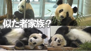 【なんか似ちゃうよね♪】結浜🎀おねむなお誕生日🎂＆愉快な家族まとめ✨【パンダ家族】Giant Panda Family