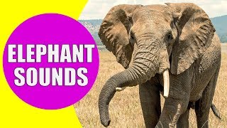 ELEPHANT SOUNDS FOR KIDS - Learn Trumpeting, Rumbling, and Roaring Sound Effects of Elephants