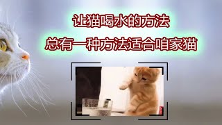 让猫喝水的方法，这几种总有一种适合咱家猫