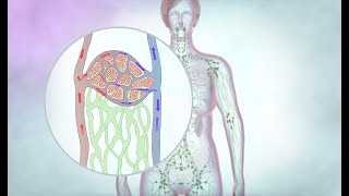 The lymphatic drainage system | Cancer Research UK