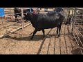 bred brangus cow 18685 cattle for sale