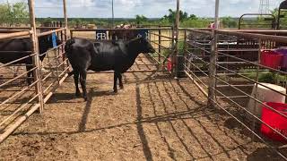 Bred Brangus Cow, #18685 | Cattle for sale