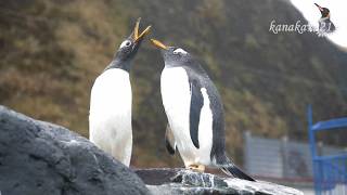 おたる水族館 初冬のジェンツーペンギン達