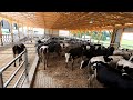 Moving Cattle into Brand New Barn