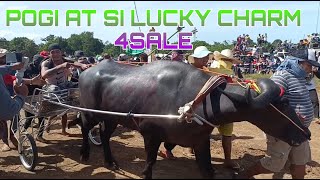 CARABAO RACE  POGI AT SI LUCKY CHARM 4SALE