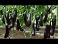 Amazing Eggplant Agriculture Eggplant Farming & Eggplant Harvesting Greenhouse Eggplant Cultivation