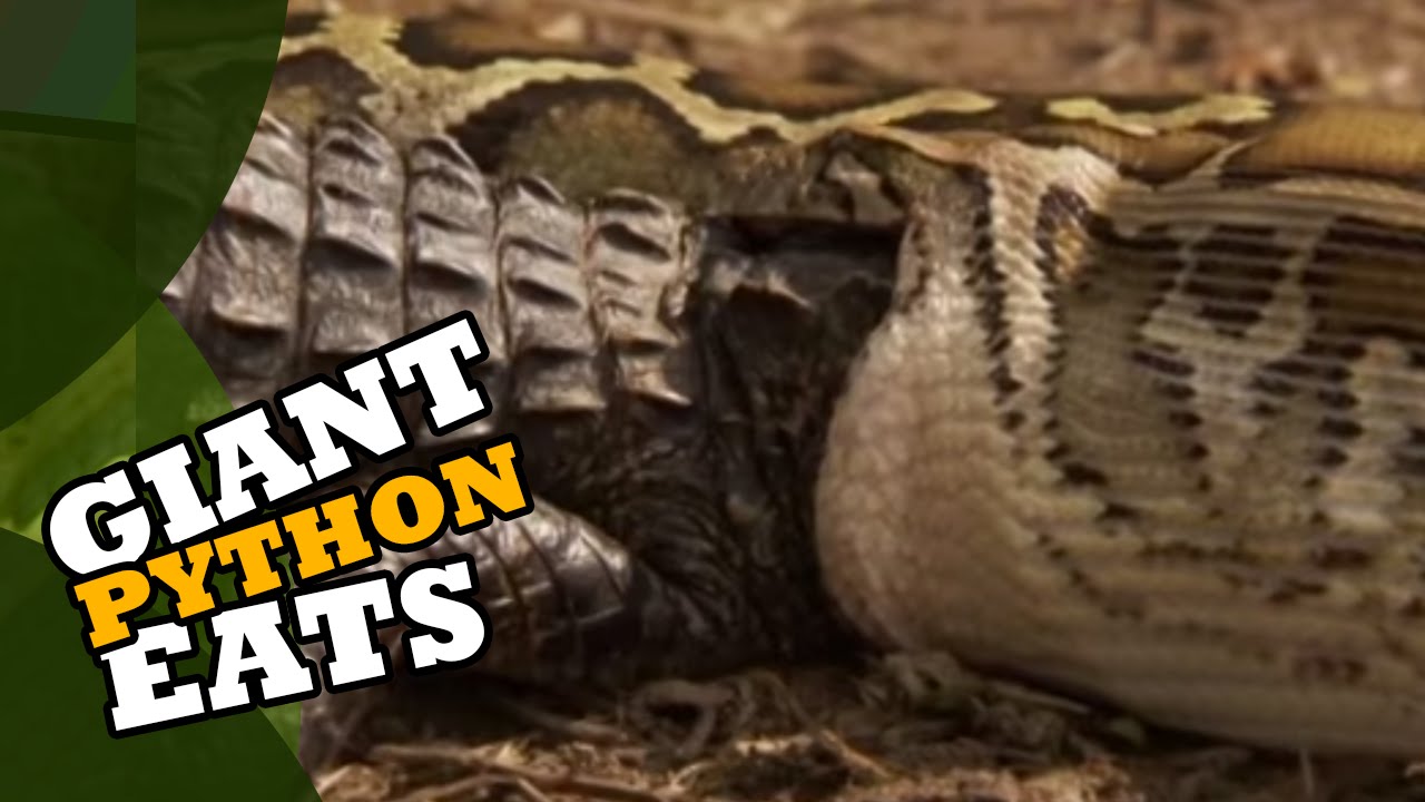 Giant Python Eats Alligator Youtube