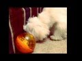 Obi the Maltese and the iq ball