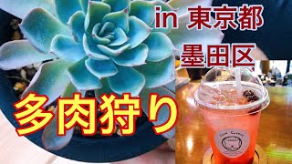 「安藝's CAF'E」アキズカフェで【多肉狩り】多肉もカフェもオシャレ満載！