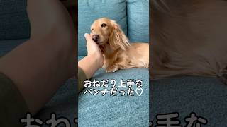 おねだりをしてくる愛犬が可愛過ぎた #shorts #ミニチュアダックスフンド