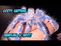 Gooty Sapphire Tarantula Handling & Info!!