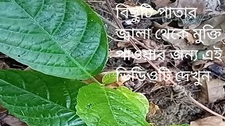 বিছুটি পাতা গায়ে লাগলে যে জ্বালা হয় তার থেকে বাঁচার উপায়