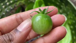 July #Harvest - #VegetableHarvest