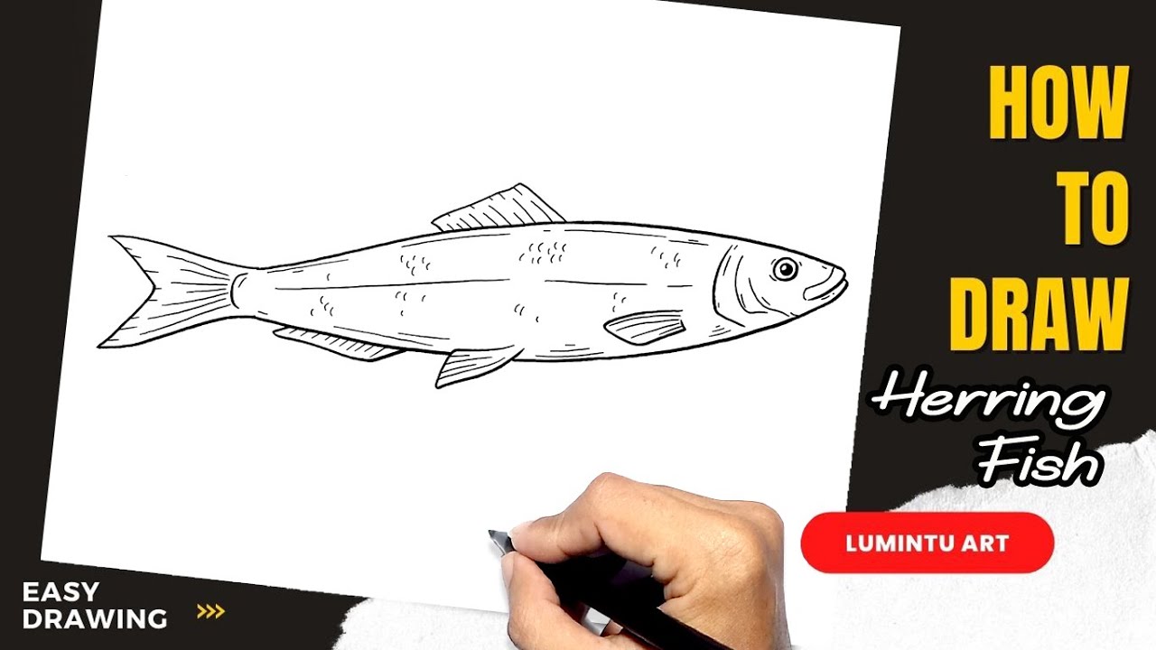 How To Draw Herring Fish Youtube