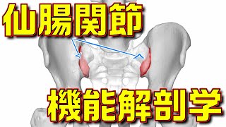 仙腸関節由来の腰痛が分かる！仙腸関節の機能解剖学を徹底解説！！【理学療法士×機能解剖】