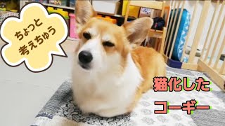 猫ちゃんみたいに座るコーギー　犬の香箱座り？？  My dog looks like a cat.