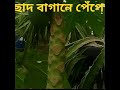 ভাইরাল_ভিডিও ছাদ বাগানে পেঁপে agriculture কৃষিআইডিয়া garden 2ম্পা gardenplants