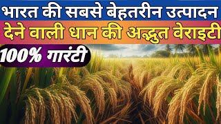 hybrid dhaan ki 5 veriety | टॉप 5 हाइब्रिड धान की वैरायटी | 2024 in best 5 paddy veriety in India