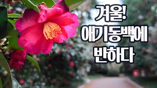 겨울! 애기동백에 반하다! 가장 아름다운 애기동백을 만날 수 있는곳!