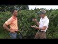 how to grow fresh blueberries in your backyard gardening with gutner