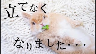 「立てなくなりました・・・」小さなうさぎちびまるちゃん⑤