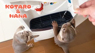 カワウソコタローとハナ　水素水サーバーがやってきた！　Otter Kotaro\u0026Hana New Water Dispenser Arrived