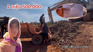 công việc của 2 vợ chồng nhổ cây mì || the job of uprooting cassava plants || Y PEP 81