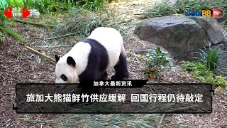 旅加大熊猫鲜竹供应缓解 回国行程仍待敲定