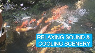 Relaxing Water Sound and  Koi Fish Swimming
