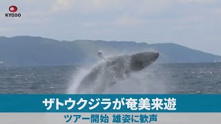 ザトウクジラが奄美来遊 ツアー開始、雄姿に歓声