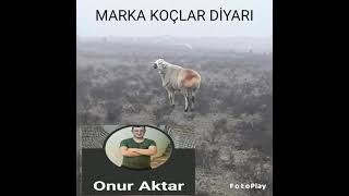 MARKA KOÇLAR DİYARI