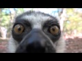 A lemur uses his stinky tail to tell a camera to beware