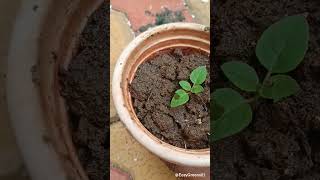 How to grow Tulsi plant (Holy basil) from seeds.🌱🪴#gardening #trending #youtubeshorts #tulsiplant