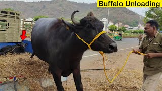 Buffalo Video | Murrah Buffalo Unload On Mini Truck | Transportation Video | Buffalo Unloading