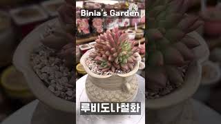 #비니아 #루비도나철화 #루비도나 #다육식물 #succulent