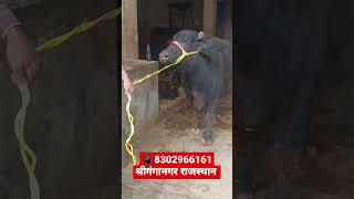 आज खरीदो ताज़ा बियाई मुर्रा झोटी! दुध 20 लीटर निकालकर खरीदो! #murrah #trending #buffalo #milking