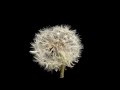 Dandelion seed head forming and seeds blowing away🤔