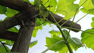 Grapes 🍇 begin to fruit on the vines 🌱 \