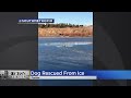 Dog Rescued From Icy Lake In Parker