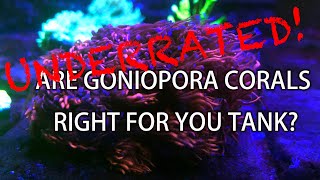 Are Goniopora Corals Right for Your Tank?